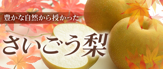 日向夏（ハウス）種子無し｜宮崎県産 日向夏｜│JAみやざき 日向