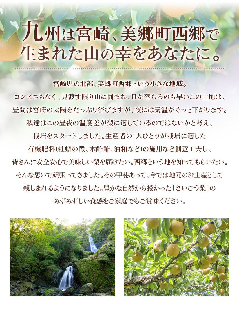 さいごう梨 | JAみやざき 日向オンラインショップ