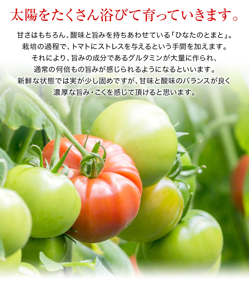 門川ひなたの高糖度とまと | JAみやざき 日向オンラインショップ