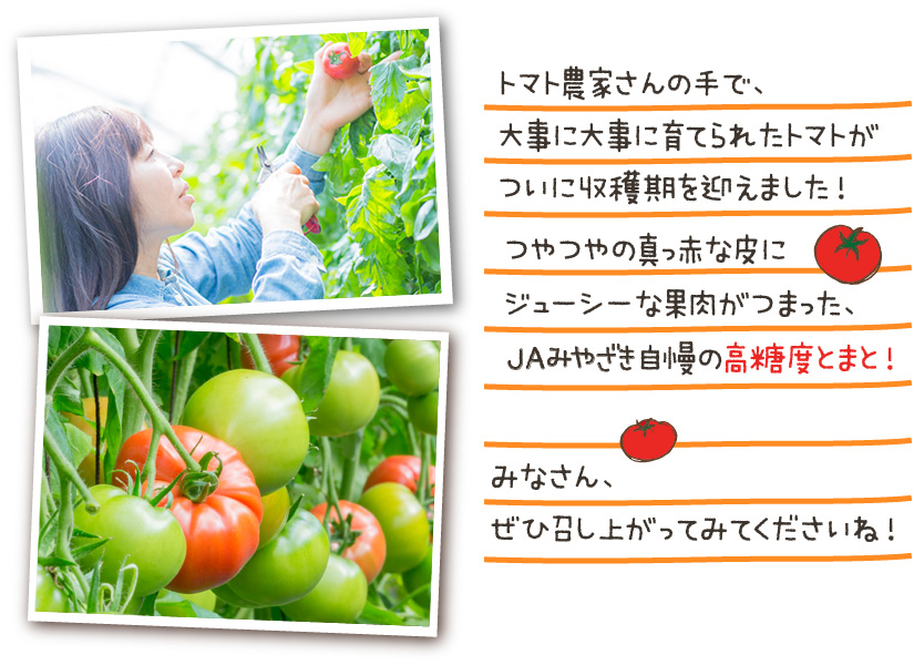 門川ひなたの高糖度とまと | JAみやざき 日向オンラインショップ